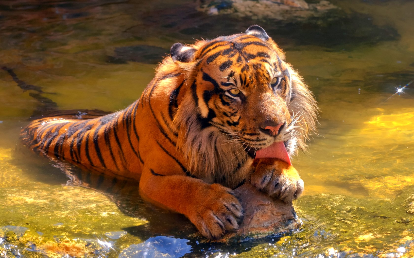 tiger, Cat, Predator, Cats, Fantasy, Asian, Oriental, Nature, Jungle Wallpaper