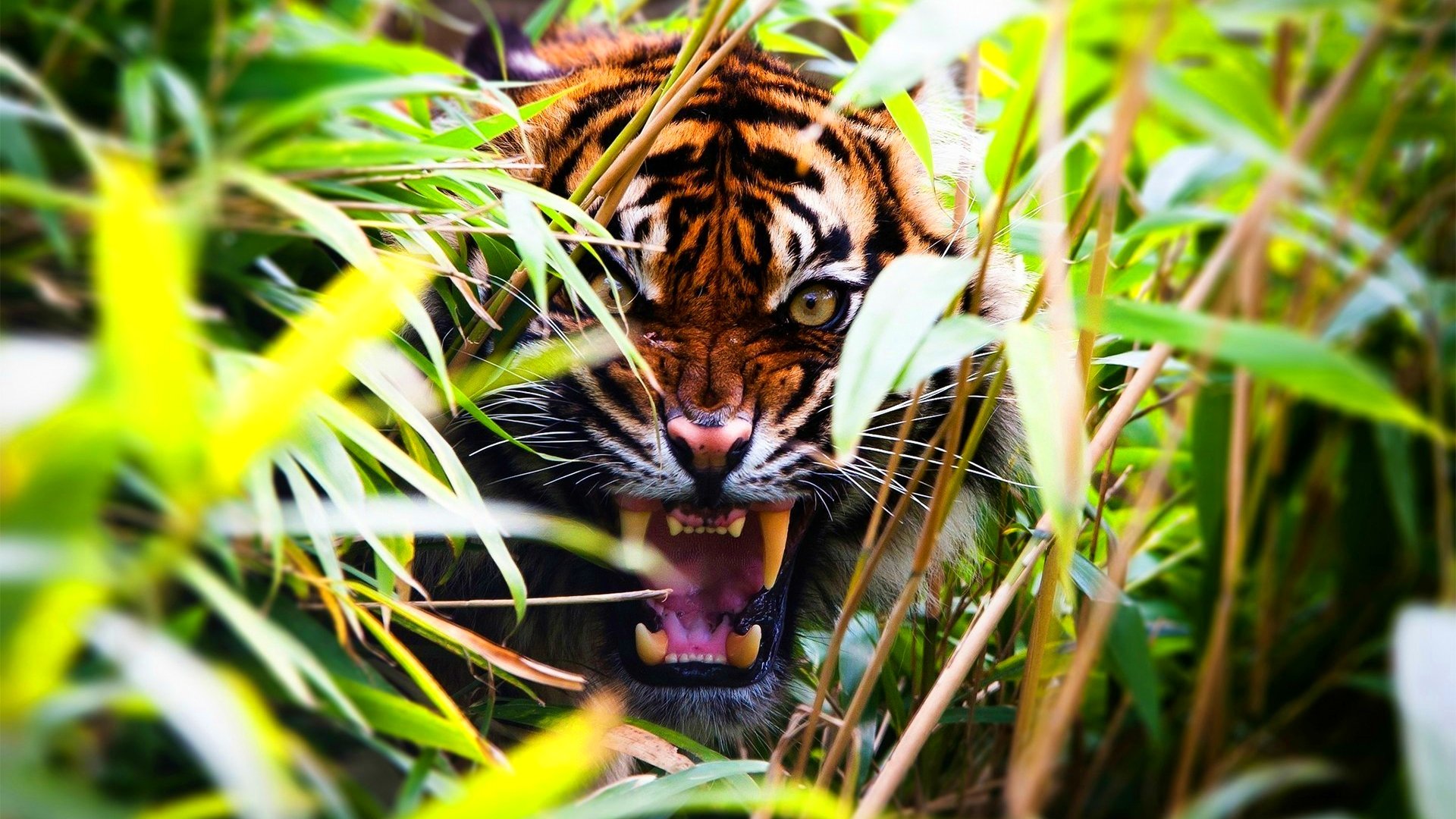 tiger, Cat, Predator, Cats, Fantasy, Asian, Oriental, Nature, Jungle Wallpaper