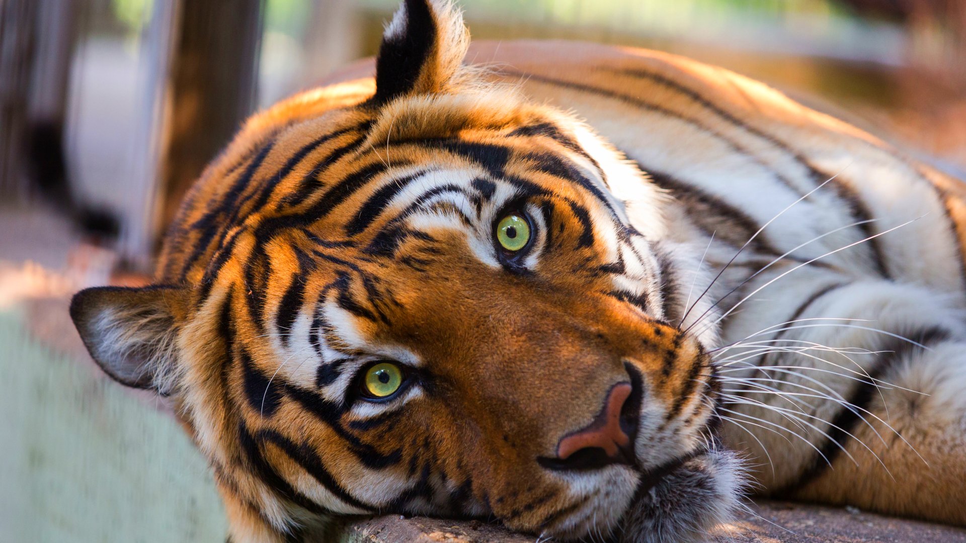 tiger, Cat, Predator, Cats, Fantasy, Asian, Oriental, Nature, Jungle Wallpaper
