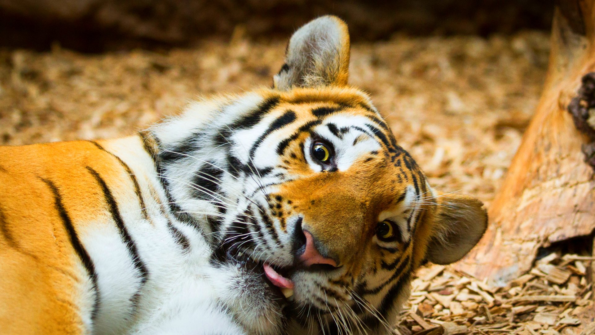 tiger, Cat, Predator, Cats, Fantasy, Asian, Oriental, Nature, Jungle Wallpaper