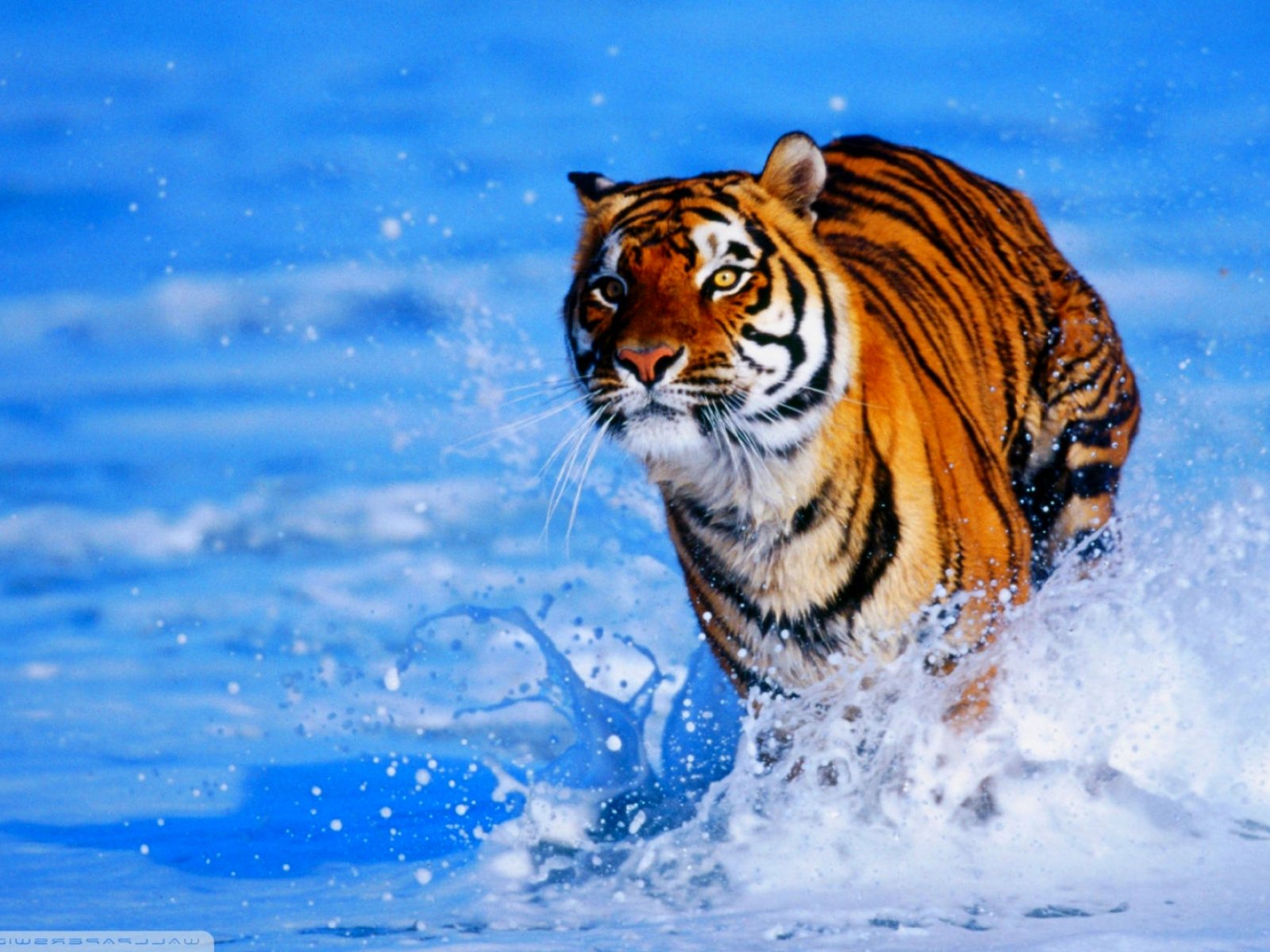 tiger, Cat, Predator, Cats, Fantasy, Asian, Oriental, Nature, Jungle Wallpaper