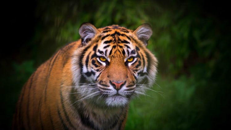 tiger, Cat, Predator, Cats, Fantasy, Asian, Oriental, Nature, Jungle HD Wallpaper Desktop Background