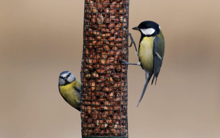 nature, Birds, Animals, Cute HD Wallpaper Desktop Background