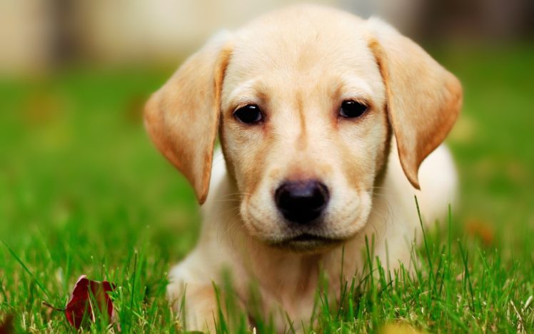 eyes, Yellow, Animals, Dogs, Labrador, Retriever HD Wallpaper Desktop Background