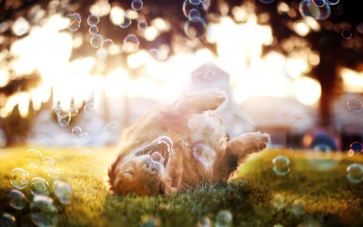 dog, Bubbles HD Wallpaper Desktop Background