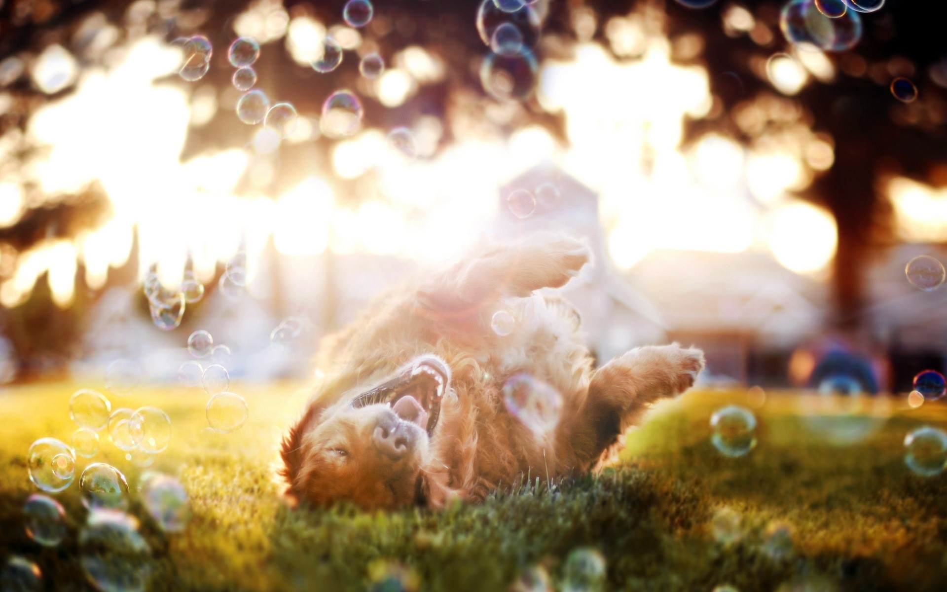dog, Bubbles Wallpaper