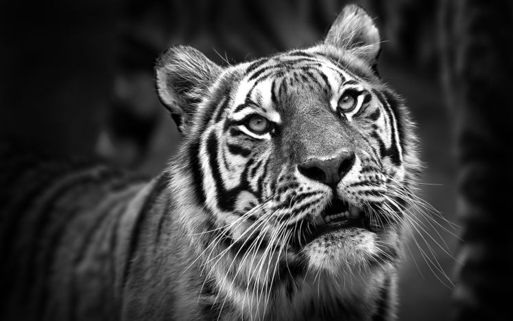 tiger, Tigers, B w HD Wallpaper Desktop Background