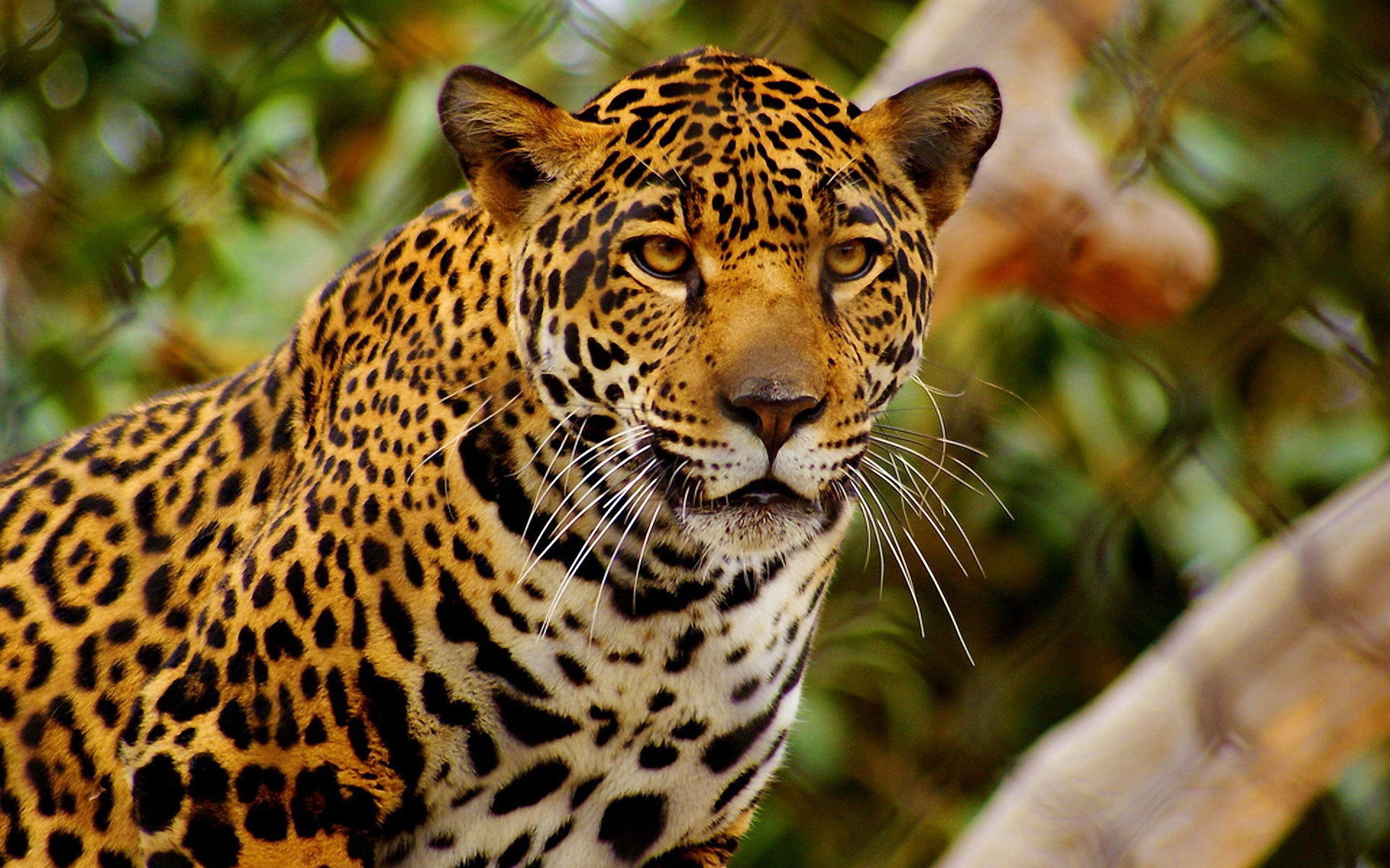 leopard Wallpaper
