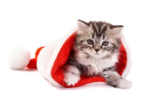 cats, Animals, Christmas, Kittens