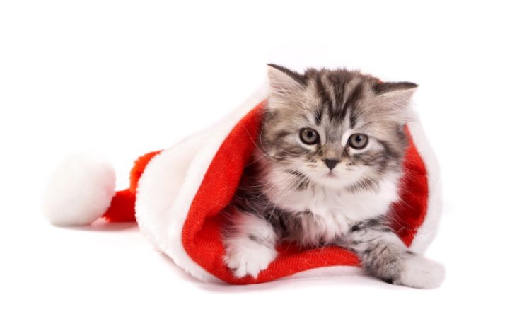 cats, Animals, Christmas, Kittens HD Wallpaper Desktop Background