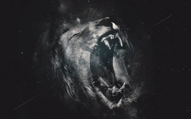 lion, Lions HD Wallpaper Desktop Background