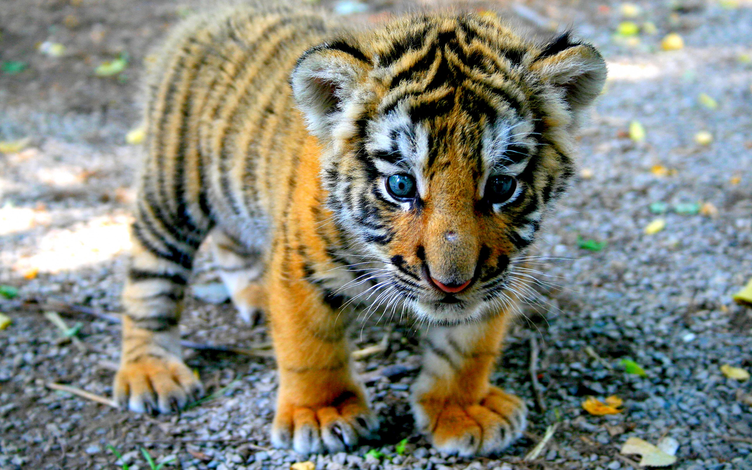 baby, Tiger Wallpaper