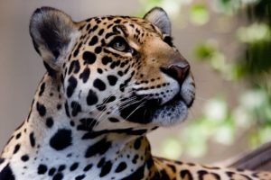 big, Cats, Jaguars, Glance, Snout, Animals, Jaguar