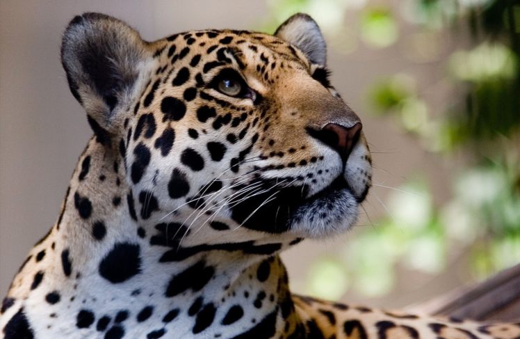 big, Cats, Jaguars, Glance, Snout