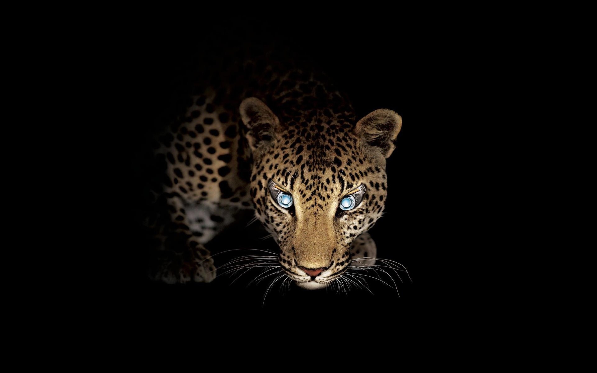 big, Cats, Leopards, Animals, Leopard Wallpaper