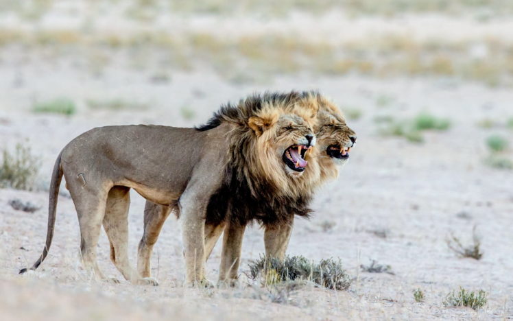 big, Cats, Lions, Roar, Animals, Lion HD Wallpaper Desktop Background