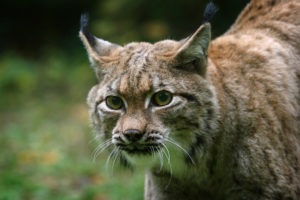 big, Cats, Lynx, Glance, Snout, Animals