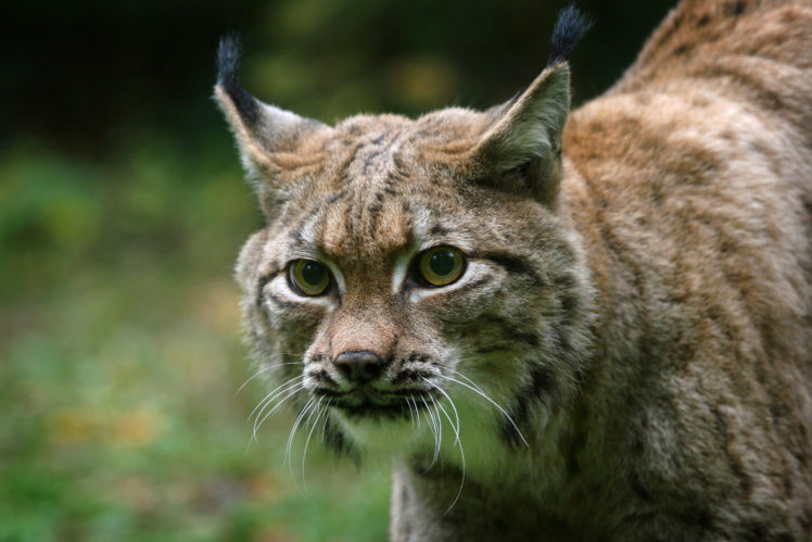 big, Cats, Lynx, Glance, Snout, Animals HD Wallpaper Desktop Background