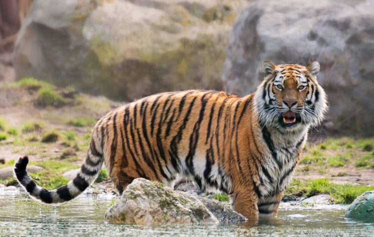 big, Cats, Tigers, Animals, Tiger HD Wallpaper Desktop Background