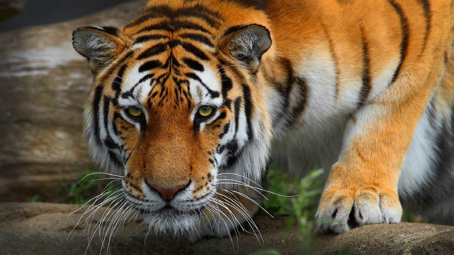 big, Cats, Tigers, Snout, Glance, Animals, Tiger Wallpaper