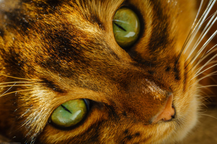 cats, Eyes, Glance, Snout, Animals HD Wallpaper Desktop Background
