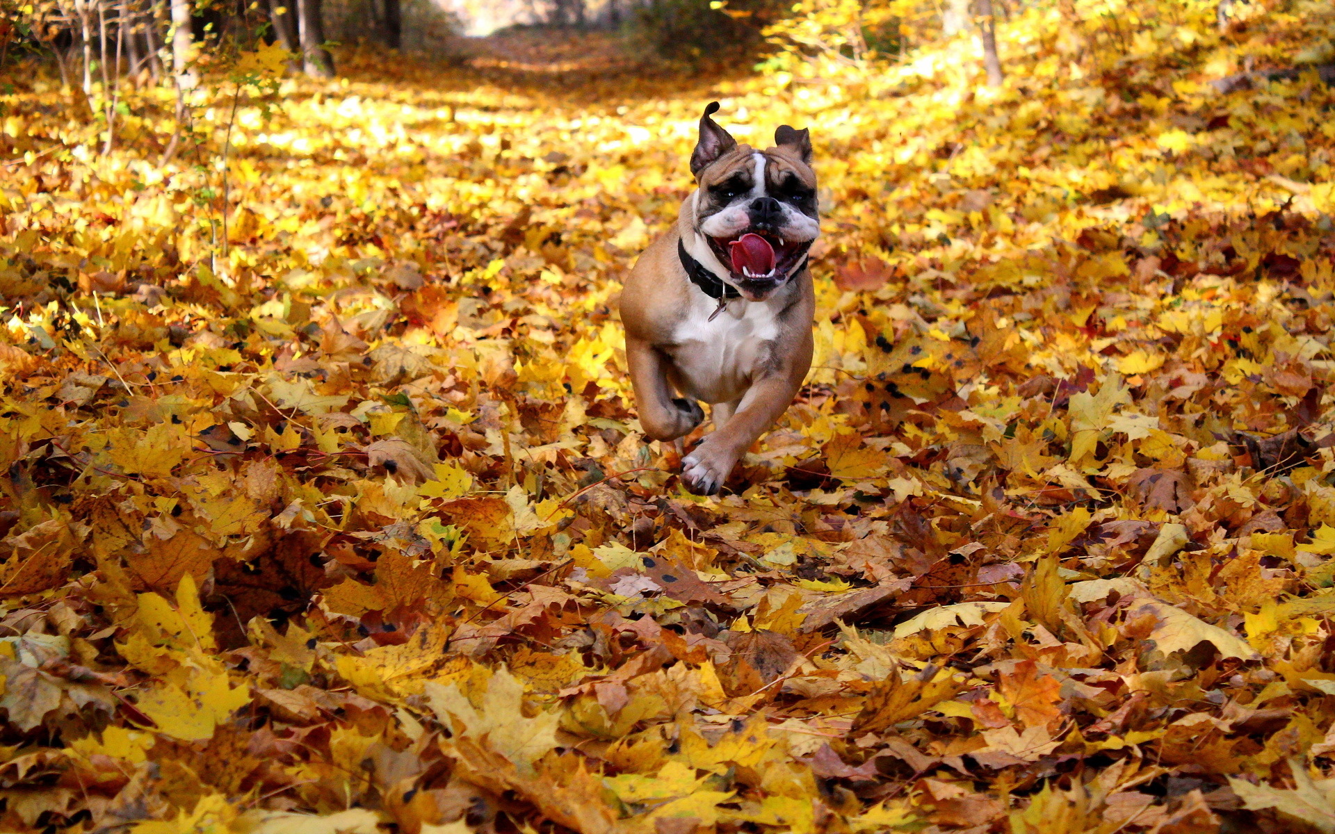 dogs, Autumn, Bulldog, Run, Dry, Foliage, Animals, Autumn, Leaves, Mood Wallpaper