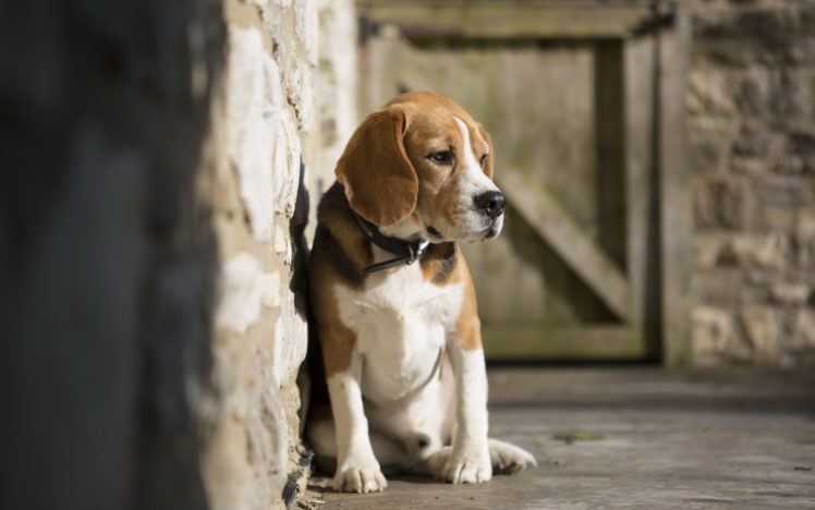 dogs, Beagle, Animals HD Wallpaper Desktop Background