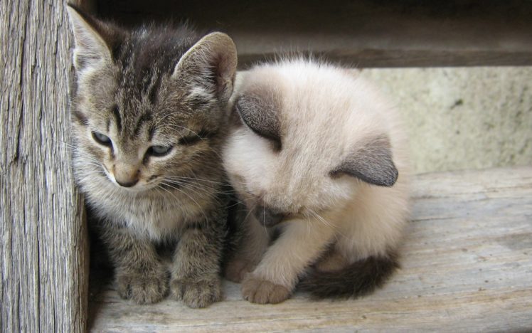 kittens, White, Black, Kids, Cute, Cats HD Wallpaper Desktop Background