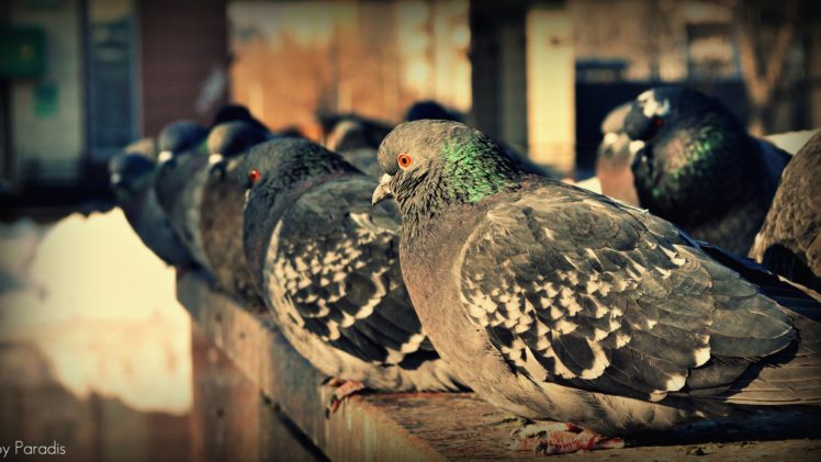animal, Cute, Street, Birds, Doves, Morning HD Wallpaper Desktop Background