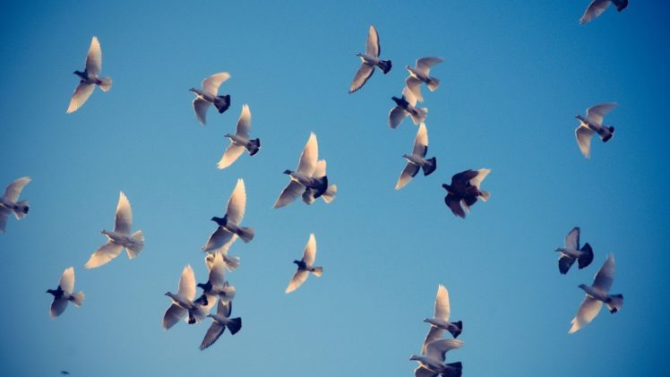 animal, Group, Bird, Flying, Wings, Blue, Sky HD Wallpaper Desktop Background