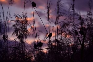 sparrows, Birds, Sunset, Nature
