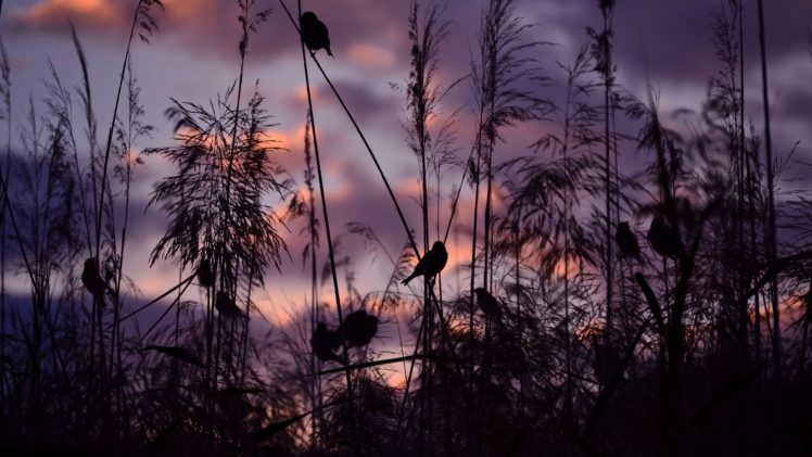 sparrows, Birds, Sunset, Nature HD Wallpaper Desktop Background
