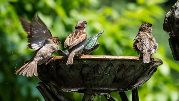 water, Fountain, Birds, Sparrows, Green HD Wallpaper Desktop Background