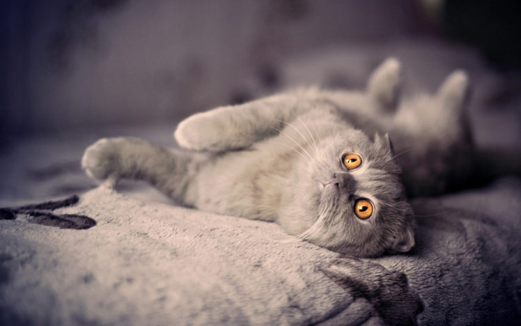 cuddly, Cat, With, Orange, Eyes HD Wallpaper Desktop Background