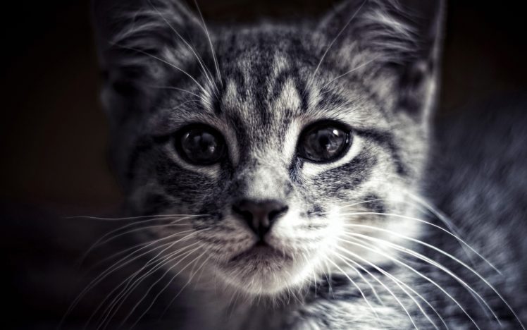 cat, Kitten, Kittens, Cats HD Wallpaper Desktop Background