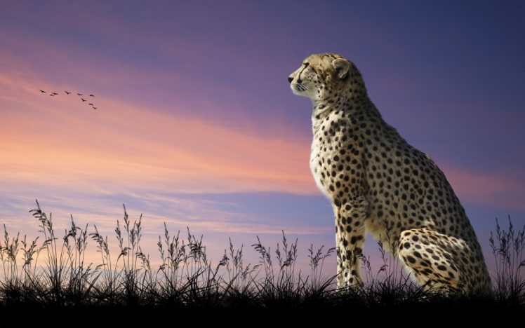 cheetah HD Wallpaper Desktop Background
