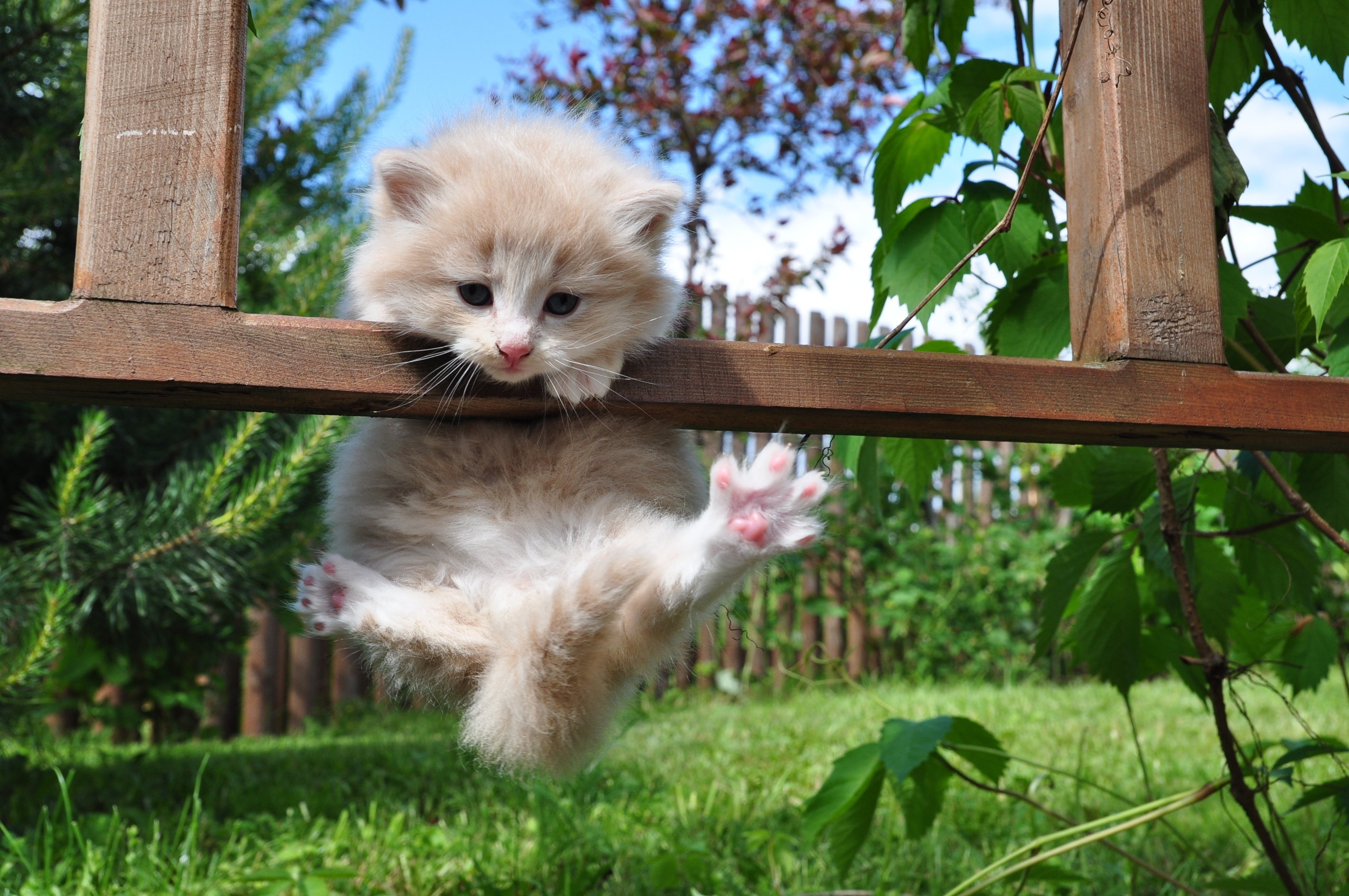 kitty, Furry, Hung, Grass, Resting, Cute Wallpaper