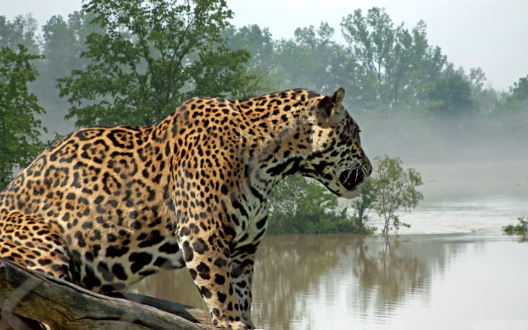 jaguar HD Wallpaper Desktop Background