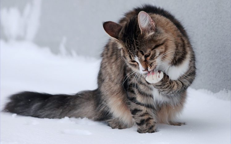 winter, Snow, Cats, Animals, Outdoors, Kittens, Tv, Shows HD Wallpaper Desktop Background