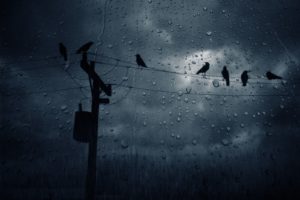 power, Lines, Birds, Ravens, Rain, Sad