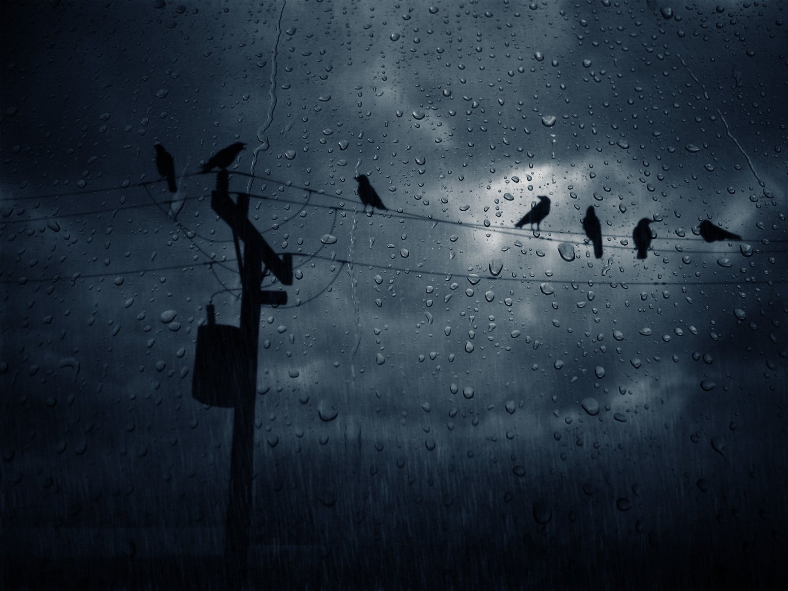 power, Lines, Birds, Ravens, Rain, Sad Wallpaper