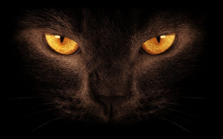animal, Beautiful, Black, Cat, Cat, Close up, Hauntingly, Macro, Orange, Eyes, Photo, Photos, Portrait HD Wallpaper Desktop Background