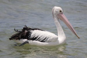 animals, Birds, Pelican
