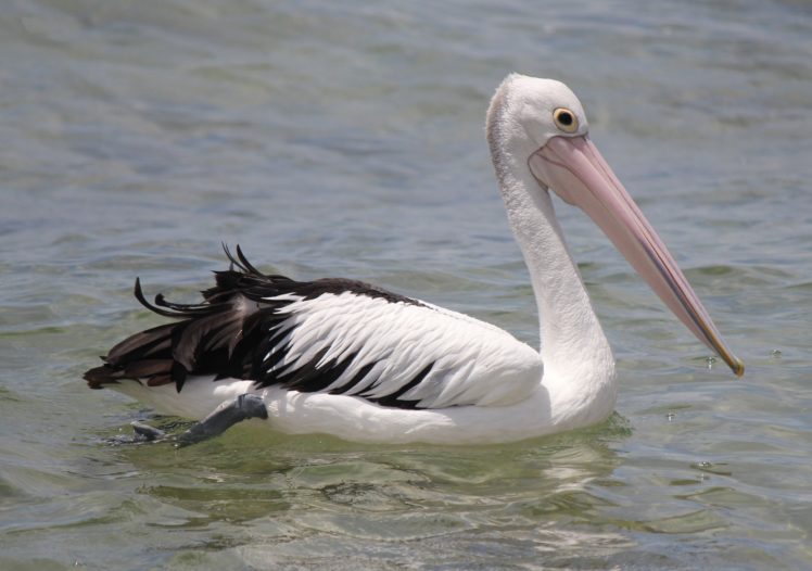 animals, Birds, Pelican HD Wallpaper Desktop Background