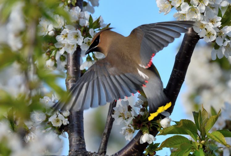 bird, Waxwing, Spring, Bloom HD Wallpaper Desktop Background