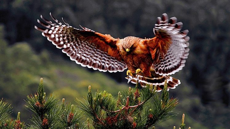 birds, Hawk HD Wallpaper Desktop Background