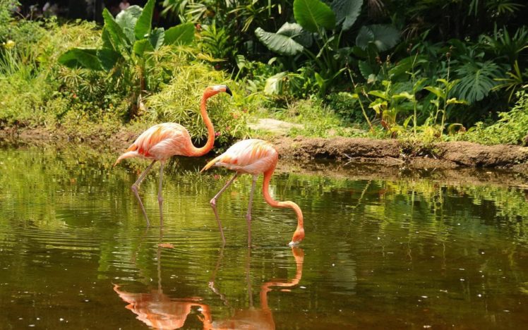 birds, Flamingo HD Wallpaper Desktop Background