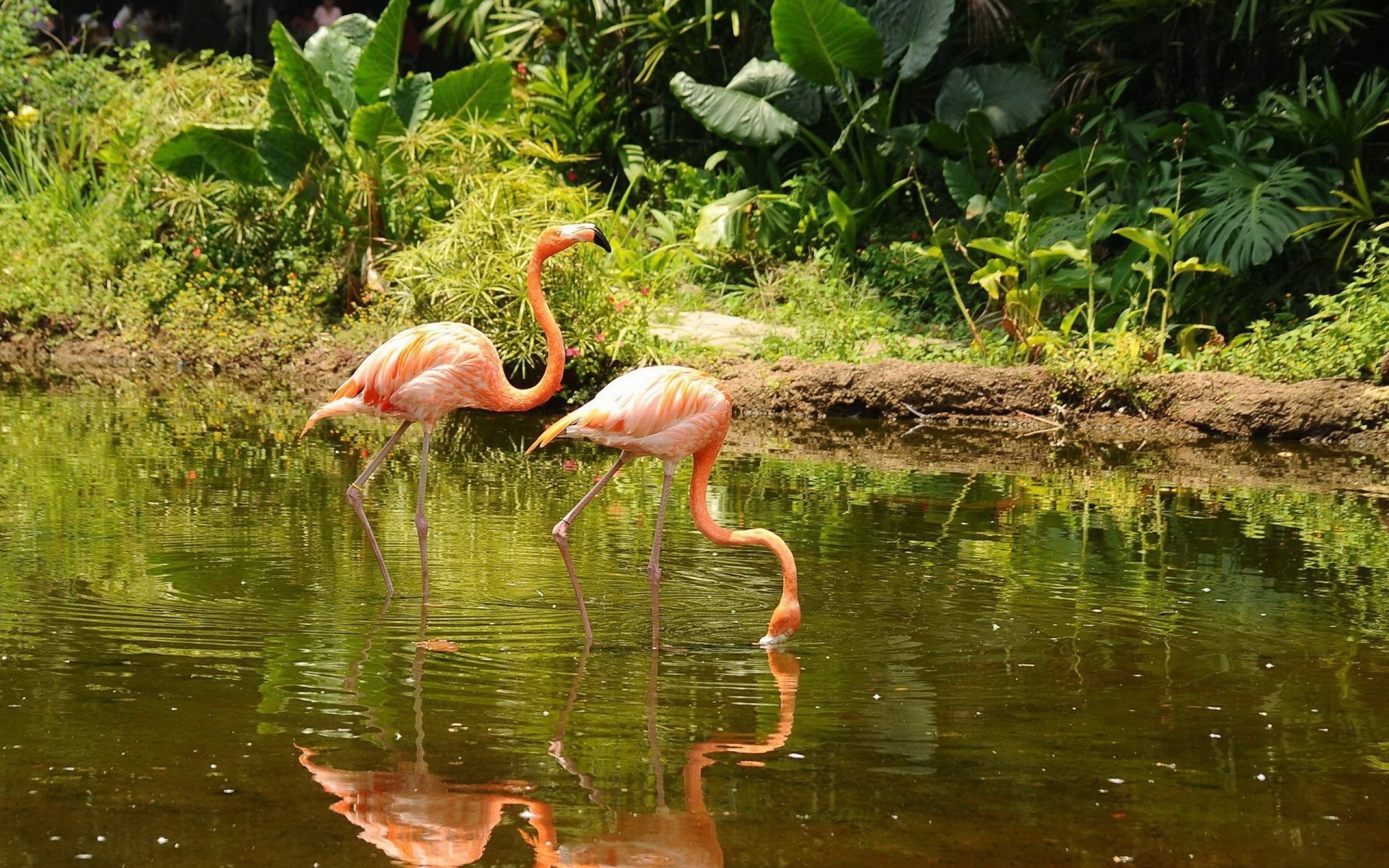 birds, Flamingo Wallpaper