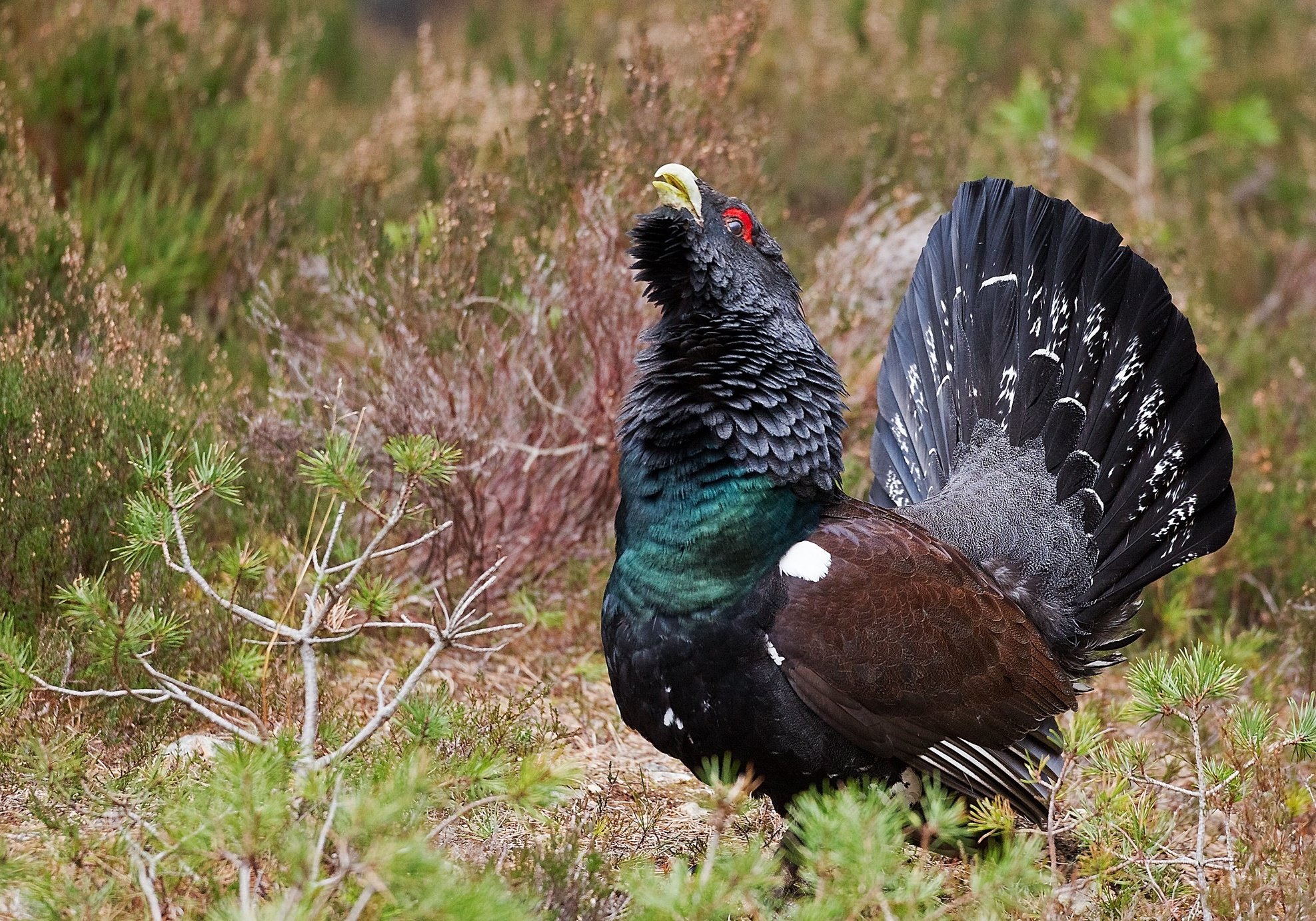 animals, Birds, Black, Grouse Wallpapers HD / Desktop and Mobile Background...