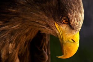 beak, Eyes, Profile, Eagle
